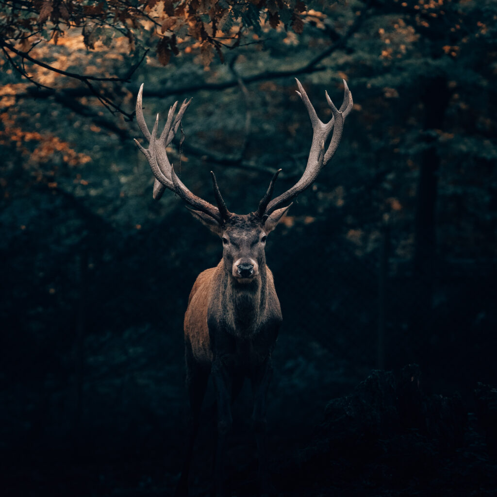 hirsch Hirsch